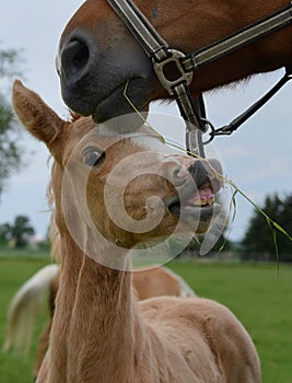 Portrait of a cute palomino warmblood filly, nibbling on some grass hanging out from its mother`s mouth