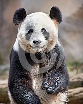 Portrait of a cute Panda