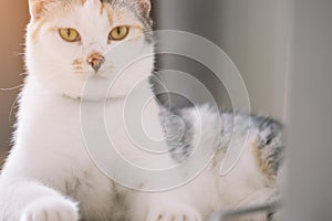 Portrait of cute parti-colour cat lying on the floor and looking on the camera with the sun light background.