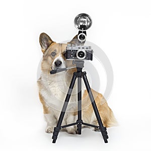 Portrait of cute photographer dog corgi standing on a white background in the studio next to a retro camera on a tripod