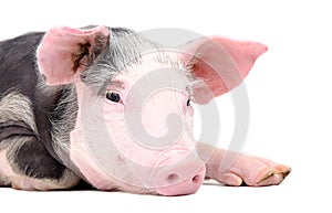 Portrait of the cute pig