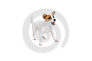 Portrait of cute playful puppy of Jack Russell Terrier in motion, jumping, barking isolated over white studio background