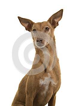 Portrait of a cute podenco andaluz glancing away isolated on a white background