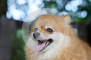 Portrait of cute pomeranian dog