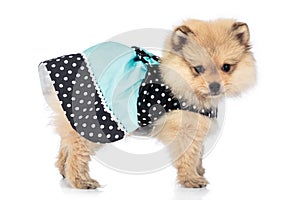 Portrait of cute pomeranian puppy with dress isolated on white