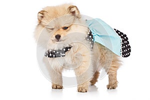 Portrait of cute pomeranian puppy with dress isolated on white
