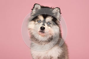 Portrait of a cute pomsky puppy with blue eyes looking at the ca