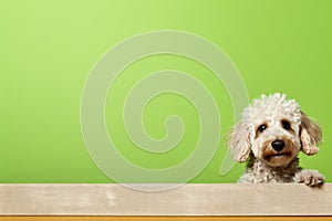 Portrait of a cute poodle puppy looking around the corner of an lime green empty board, AI Generated