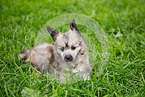 Portrait of cute powder puff puppy breed chinese crested dog lying in the green grass on summer day.