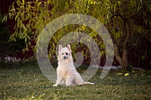 Portrait of cute powderpuff chinese crested dog sitting under the tree in autumn