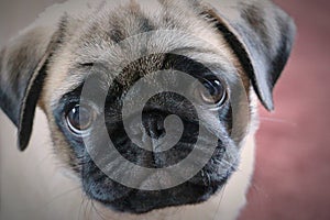 Portrait of a cute pug