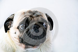 Portrait of a cute pug dog with big sad eyes and a questioning look on a white background