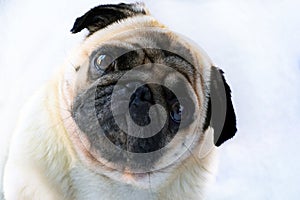 Portrait of a cute pug dog with big sad eyes and a questioning look on a white background