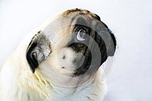Portrait of a cute pug dog with big sad eyes and a questioning look on a white background