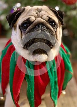 Portrait of cute pug dog dressed in green and red velvet Christmas jingle bell collar with Christmas tree