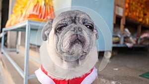 Portrait of Cute Pug Dog In Funny New Year Santa Suit. 4K.