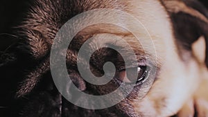Portrait of a cute pug dog, macro eye, close-up