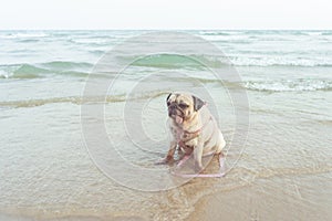 Portrait of cute pug dog take a rest on the beach in vacation time. Enjoy summer concept