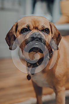 Portrait of a cute puggle dog at home, selective focus, looking to the side