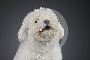 Portrait of a cute Puli puppy