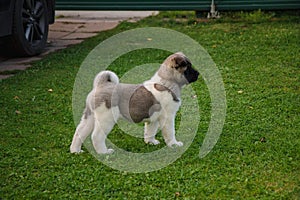 Portrait of a cute puppy of the American Akita breed walking in the autumn on the suburban area
