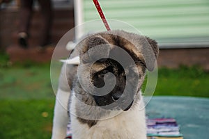 Portrait of a cute puppy of the American Akita breed walking in the autumn on the suburban area