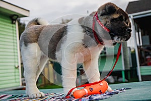 Portrait of a cute puppy of the American Akita breed walking in the autumn on the suburban area