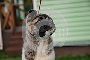 Portrait of a cute puppy of the American Akita breed walking in the autumn on the suburban area