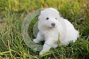 Portrait of cute puppy breed maremmano abruzzese sheepdog sitting in the grass in summer. White fluffy maremma puppy