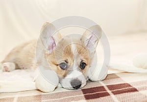 Portrait of cute puppy Corgi lying on the bed and looking sadly forward