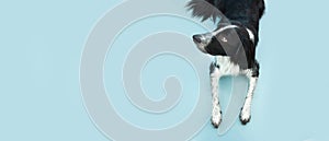 Portrait of cute puppy dog border collie looking up  isolated on blue background. Obedience concept