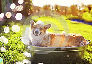 Portrait of a cute puppy dog red Corgi washed in a metal washtub on the street in the foam and soap bubbles glittering in the sun