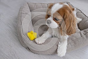 Portrait of a cute puppy. dog with toy, yellow ball in dog bad. Cavalier King Charles Spaniel Blenheim