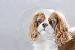 Portrait of a cute puppy. Face og the dog on grey background. Cavalier King Charles Spaniel Blenheim