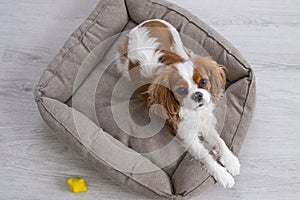 Portrait of a cute puppy. Face og the dog on grey background. Cavalier King Charles Spaniel Blenheim