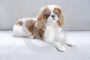 Portrait of a cute puppy. Face og the dog on grey background. Cavalier King Charles Spaniel Blenheim