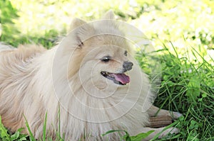 Portrait of a cute puppy on the grass.White  Dog German Pomeranian spitz guards its prey.