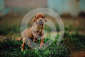 portrait of cute puppy Hungarian pointing dog, vizsla stay on grass. field on background