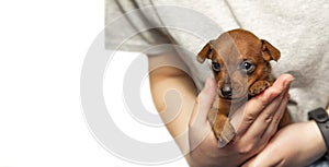 Portrait of a cute puppy in the palms of a girl. A pet. A charming dog. Isolate