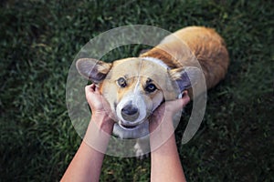 Portrait of cute puppy red Corgi dog with big funny ears devotedly looks up at the owner scratching him behind the ears with his h