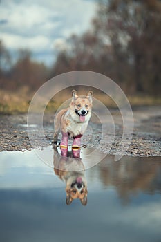 Portrait of cute puppy red dog Corgi stands on the road in rubber boots by a puddle and is reflected in it in the autumn Sunny