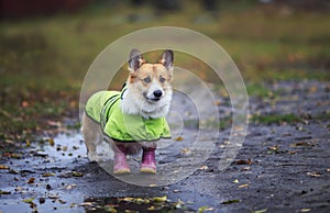 Portrait cute puppy a red-haired Corgi dog stands for a walk in rubber boots and a raincoat on an autumn rainy day in the garden
