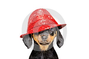 Portrait of a cute puppy in a red hat