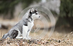 Portrait cute puppy of Siberian husky