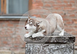 Portrait cute puppy of Siberian husky