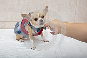 Portrait of a cute purebred chihuahua. Chihuahua puppy long-haired