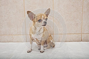 Portrait of a cute purebred chihuahua. Chihuahua puppy long-haired