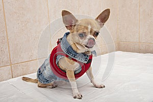 Portrait of a cute purebred chihuahua. Chihuahua puppy long-haired