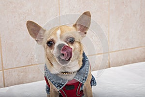 Portrait of a cute purebred chihuahua. Chihuahua puppy long-haired