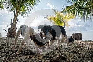 portrait of a cute purebred chihuahuas on the beach